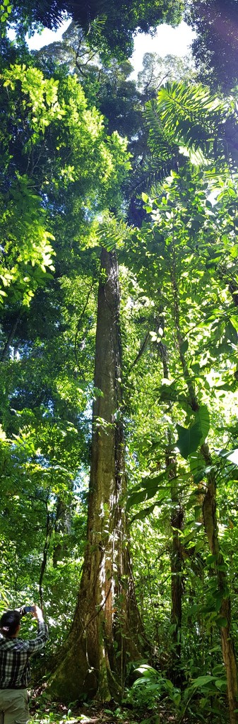Parinari parvifolia