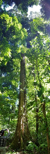 ã-kiavũ, ã-kiavunõ