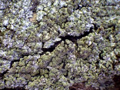 Phaeophyscia hispidula