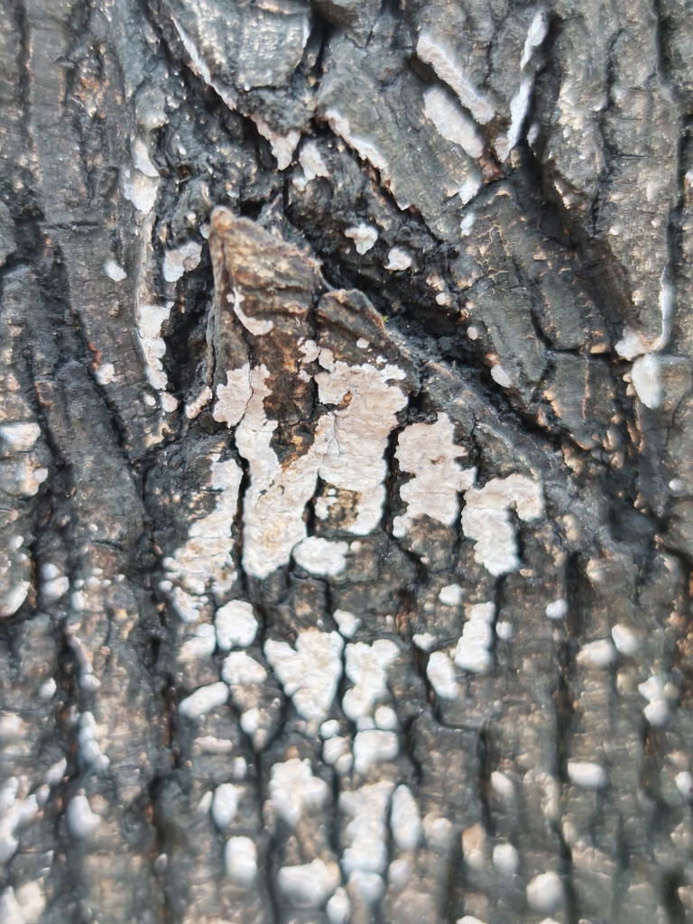 Dendrothele acerina · November 2025 · photo: © p_andrey (iNaturalist, cc-by-nc)