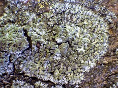 Phaeophyscia hispidula