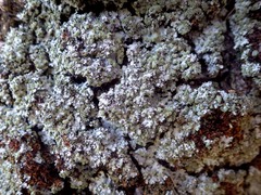 Phaeophyscia hispidula
