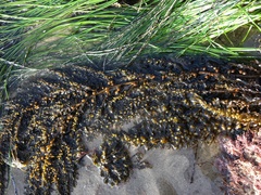 Sargassum muticum