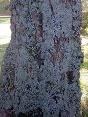 Phaeophyscia hispidula