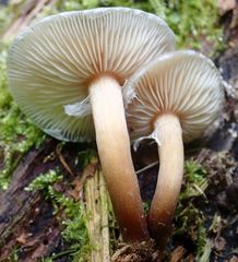 Armillaria limonea