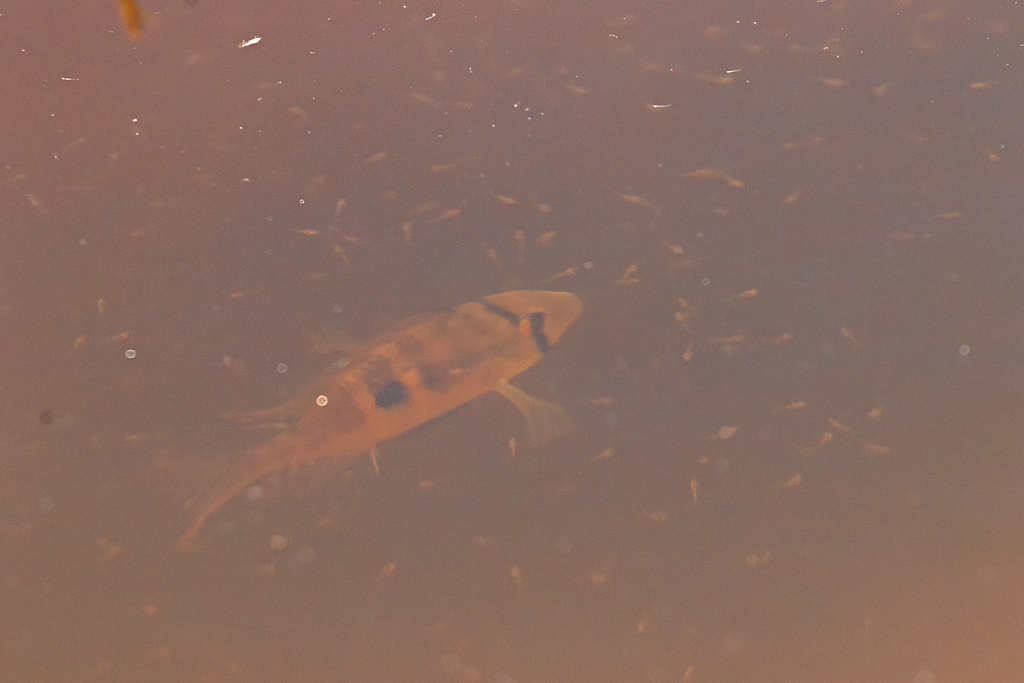 Uruguay eartheater (Gymnogeophagus meridionalis) — Cichlidae