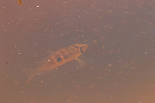 Uruguay eartheater (Gymnogeophagus meridionalis) — Cichlidae