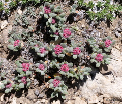 Eriogonum gracilipes