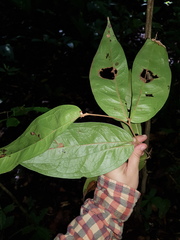 Cynometra hemitomophylla