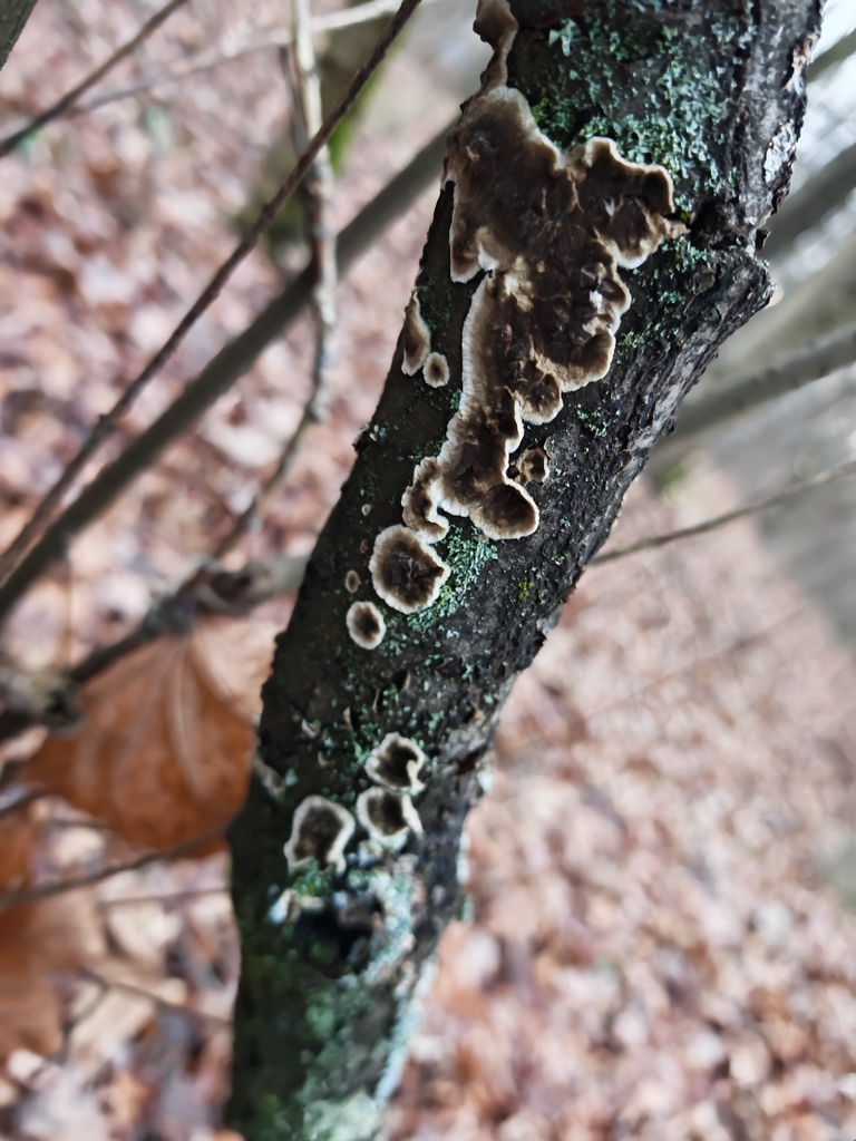 Porostereum spadiceum · November 2025 · photo: © p_andrey (iNaturalist, cc-by-nc)