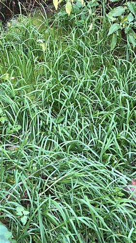 Plaited Mannagrass (Glyceria notata)