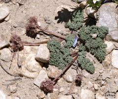 Cymopterus cinerarius