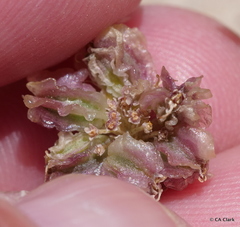 Cymopterus cinerarius