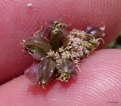 Cymopterus cinerarius