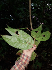 Cynometra hemitomophylla