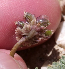 Cymopterus cinerarius