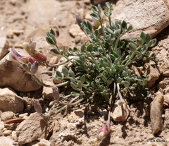 Astragalus calycosus calycosus