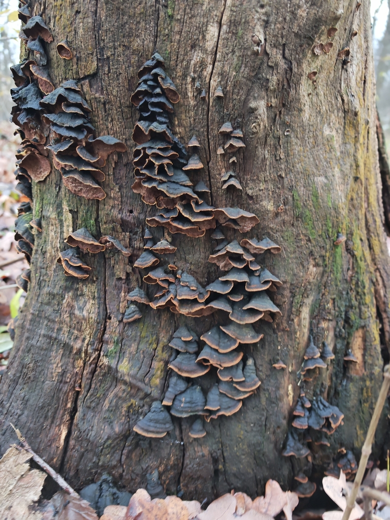 Hymenochaete rubiginosa · November 2025 · photo: © p_andrey (iNaturalist, cc-by-nc)