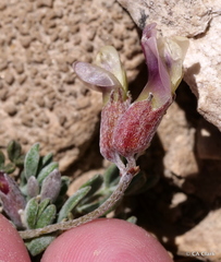 Astragalus calycosus calycosus