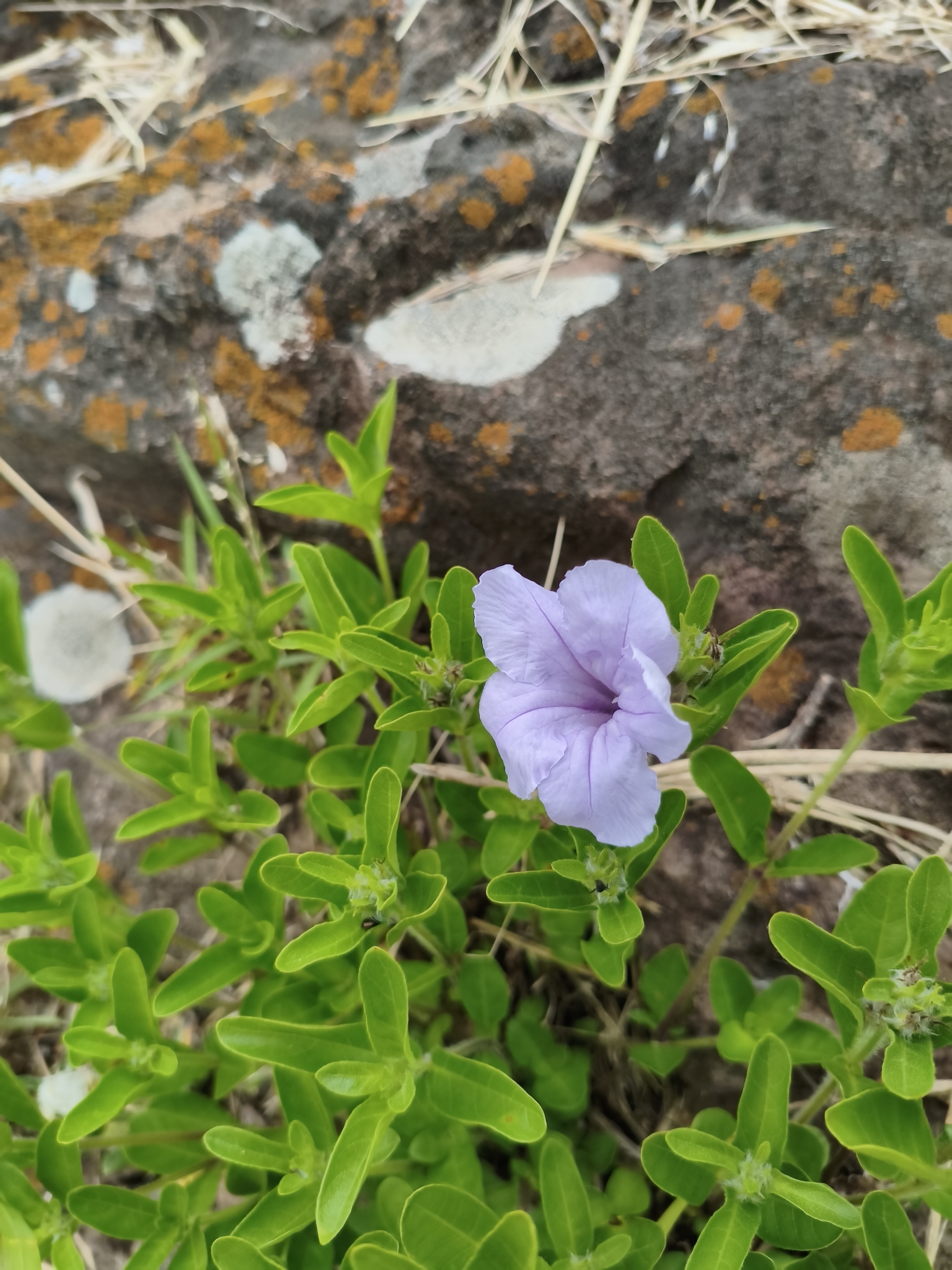 Ruellia hypericoides