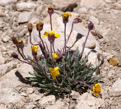 Packera werneriifolia