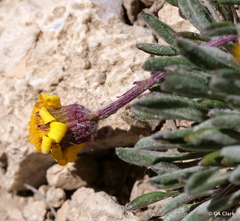 Packera werneriifolia