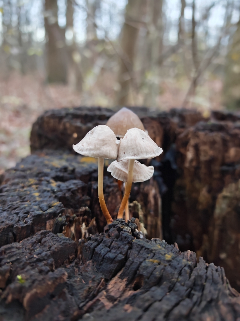 Mycena inclinata · November 2025 · photo: © p_andrey (iNaturalist, cc-by-nc)