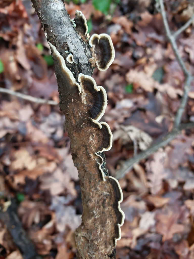 Porostereum spadiceum · November 2025 · photo: © p_andrey (iNaturalist, cc-by-nc)