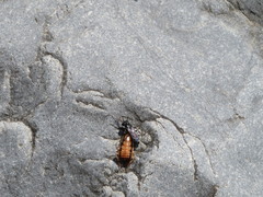 Tachysphex nigerrimus