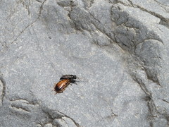 Tachysphex nigerrimus