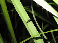Notagonum
