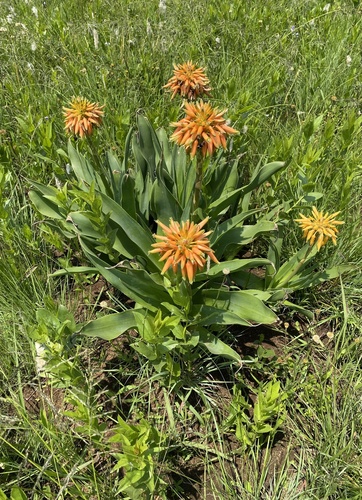 Aloe boylei, photograph 3