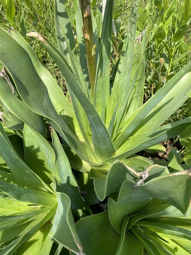 Aloe boylei, photograph 4