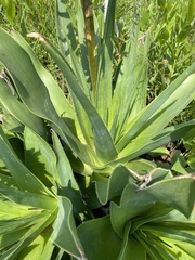 Aloe boylei, photograph (c) Sunčana Bradley, some rights reserved (CC BY)