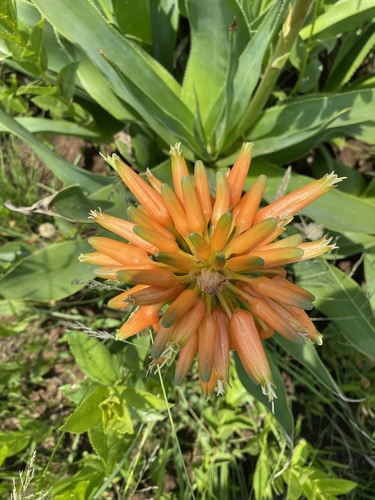 Aloe boylei, photograph 6