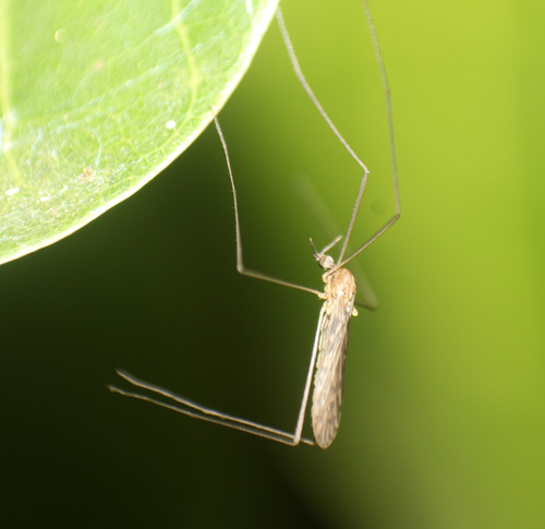 Unknown species found near Jupiter Farms, FL 33478, USA
