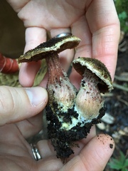 Gymnopilus luteofolius