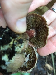 Gymnopilus luteofolius
