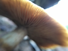 Gymnopilus luteofolius