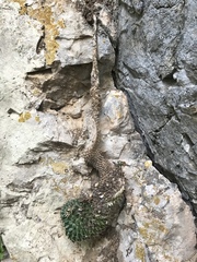 Mammillaria winterae