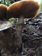 Gymnopilus luteofolius