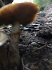 Gymnopilus luteofolius