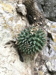 Mammillaria winterae