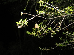 Gymnobathra hamatella