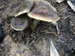 Gymnopilus luteofolius