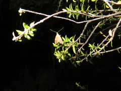 Gymnobathra hamatella