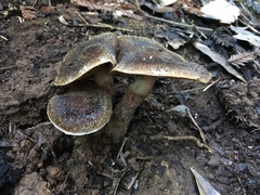 Gymnopilus luteofolius