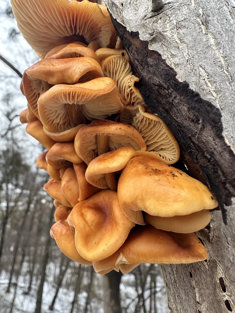 Flammulina · November 2025 · photo: © sotnik_on (iNaturalist, cc-by)