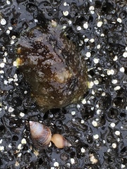 Dolabrifera dolabrifera