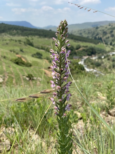 Hairy Helmet Orchid (Brachycorythis pubescens)